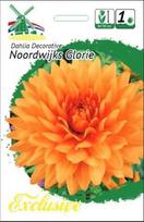 Jurginų svogūnėlis, lot. DAHLIA NOORDWIJKS GLORIE, 1 vnt.