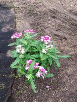Vienmetė gėlė, svyranti verbena, vazonėlio skersmuo 10 cm.