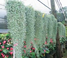 Vienmetė gėlė, dichondra, vazonėlio skersmuo 10 cm.