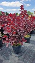 Dekoratyvinis krūmas, pūkenis europinis, vazonas 5 l.