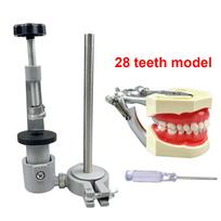 Dental Practice Model With Table Attachment Typodont Mounting Pole Dentoformo 28/32pcs Removable Screw-In Teeth Training Models