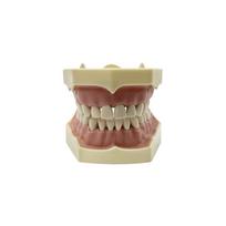 Dental Model Practice Gum Teeth Model Dental Technician Studying Teaching Jaw Training Typodont Model With Removable Tooth