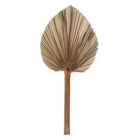 Party Office Tropical Boho Trimmed Bohemian Leaves Palm Spears Dried Plant Fan Leaf