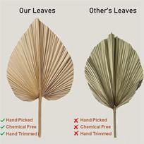 4 Pieces Natural Dried Palm Leaves are Perfect for Palm Leaf Decor, Boho Decor, Home Decor, Wedding none