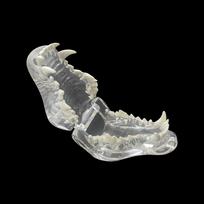 Dentistry Canine Dog Teeth Model Resin Transparent Animals Pet Oral Dental Model For Teaching Education Demo Veterinary Studying
