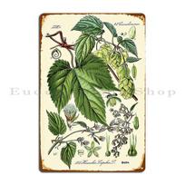 Humulus Lupulus Paprastasis apynys Arba Apyniai Senovinis Botaninis Iliustracija Metalinė Plokštelė Plakatas Kino Sienų Dekoras Skardinis Ženklas Plakatas 20x30cm