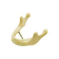 1pcs Dental Mandible Implant Model Jawbone Implant Practice Model Lower Jaw Bone Simulation Training Model For Teaching Studying