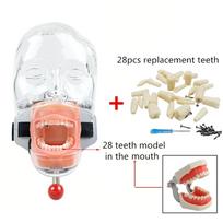 Dental Simulator Simple Head Model Dental Phantom With 28/32 Teeth Model Dentistry Typodont Manikin Equipment For Teaching Study