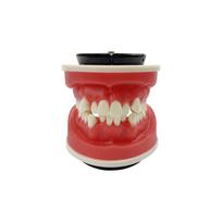 New Dental Orthodontic Training Jaw Model Wax Gums Ortho Treament Teeth Model For Practice Teaching Studying Education Typodont