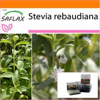 SAFLAX - Sodas maiše - Saldus Paragvajaus lapas - 100 sėklų - Su substratu tinkamame stovimame maišelyje - Stevia rebaudiana