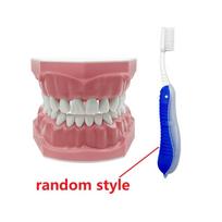 1pcs Plastic Removable Teeth Model Dental Model Teeth Teaching Model For Dentist Dental Students Studying Education Demo Display
