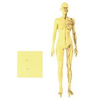 Resin Human Anatomical Head Body Muscle Model Drawing Model Decoration Teaching Mold