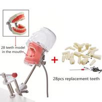Simple Head Model Dental Simulator Phantom Manikin With Teeth For Dentist Teaching Practice Training Study   Dentistry Equipment