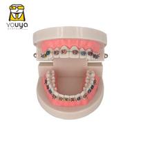 Dental Model With Braces Dentistry Materials Orthodontic Models Gum Tooth Teeth Model For Studying Teaching Patient Education