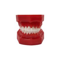 Dental Model Resin Children Primary Permanent Tooth Model Alternative Deciduous Teeth Model For Studying Teaching  Demonstration
