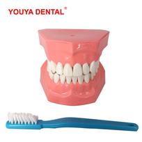 Dentist Dental Model Teeth Brushing Model With Big Toothbrush Tooth Brushing Teaching Models Medical Oral Care   Dental Products