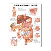 Anatomical Poster Set Laminated Muscular, Skeletal, Digestive, Respiratory, Circulatory, Endocrine, Lymphatic, Male & Female