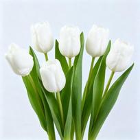 6pcs High-End Artificial Tulips Moisture-Proof Realistic Flowers Home Decor Photography Props Touch-Sensitive Fake Tulips