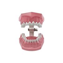 1Pc Dental Teeth Oral Care Teaching Demonstration Model  Brushing Flossing Practice Typodonts Models Student Education Tool