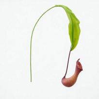 Multicolor Artificial Pitcher Plants Greenery Accessories Green Leaves Hanging Green Plants Photo Props Simulation Flytraps Gift raudona