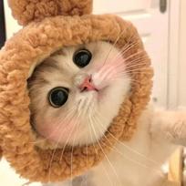 Funny Cat Cap Woven Puppy Cosplay Headdress Panda Bear Costume Accessories Pet Hat Pet