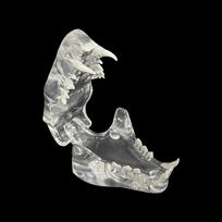 Dental Cat Teeth Model Transparent Dentistry Resin Animal Pet Cat Tooth Model For Teaching Education Demo Veterinary Studying
