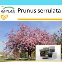 SAFLAX - Dovanų rinkinys - Laukinė juodoji vyšnia - 30 sėklų - Su dovanų dėžute, kortele, etikete ir vazono substratu - Prunus serrulata