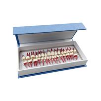 32 vnt. Endodontinis danties modelis, Dantų mokymo modelis, Endodontinio gydymo mokymo modelis, Blokinė praktika, Studijoms, Odontologijos produktai