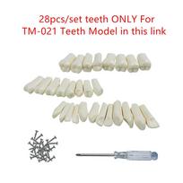 Resin Dental Model Training Typodont Teeth Model For Dental Technician Practice Teaching Gum Teeth Jaw Model Dentistry Equipment
