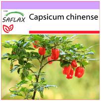 SAFLAX – Čili – Habanero Antilai Red – 10 sėklų – Capsicum chinense