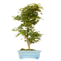 Acer Palmatum Deshojo Bonsai P32