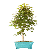 Acer Palmatum Deshojo Bonsai P32