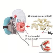 Typodont Dental Simulator Simple Head Model Dental Phantom Head With Teeth For Dentist Students  Dentistry Manikin Training Unit