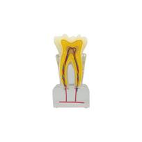 3D Teeth Anatomy Dental Model Teaching Study Dental Anatomical Model for Dentist Patient Education Demonstration Dentistry Items