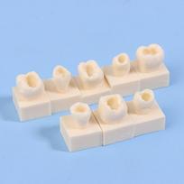 1Kit Dental Posterior Student Training Test Model Practice Composite Resin Filling Teeth Jaw Dentistry Equipment