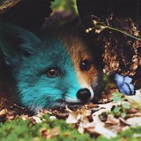 DIY 5D Diamond Painting Forest Animal Fox Rhinestone Mosaic Pattern Diamond Embroidery 30x30CM