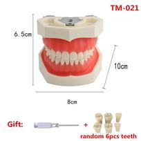 Dental Model Practice Typodont Teeth Model For Dental Technician Training Gum Teeth Jaw Models Dentist Studying Teaching Product