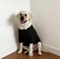 Cross-season Lightweight Solid Color T-shirt for Large Dogs - Anti-shedding Design for Golden Retrievers, Samoyeds, and Labradors. S (30-40 lbs)