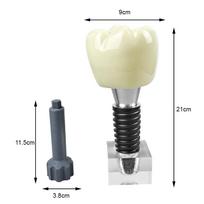 Large Single Dental Implant Model Demonstration Dentistry Detachable Crystal Implant Teeth Model For Teaching Education Studying