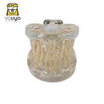 Dental Model For Children Deciduous Tooth Permanent Teeth Alternating Study Teathing Pediatric Dental Pathology Preventive Model