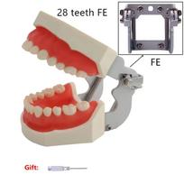 Dental Model With 24/28/32 Screw-in Teeth Tooth Model For Filling Training Demo Dentistry Tool    Laboratory Practice Instrument