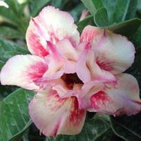 5 SEEDS OF ADENIUM OBESUM  Nám wăan  Desert Rose  fresh seeds
