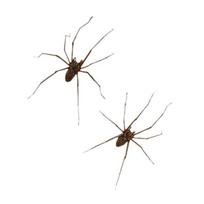 Stylish Spiders Earrings Unisex Punk Earrings Fashionable Ear Jewelry PP Texture Ear Studs for Multifuntional Styling 1