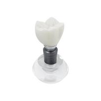 Clear Implant Denture Model Crystal Dental Implant Teeth Model Crown Typodont Structure For Teaching Studying Practice Training