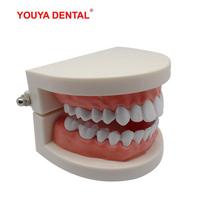 1pc Dental Model Teeth Teaching Model Dentistry Study Removable Orthodontic Implant Practice Training Teeth Models For Education