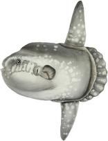 BH8478 HANSA Mola Mola 52