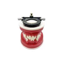 Dental Orthodontic Model Typodont Teeth Model For Dental Technician Practice Training Teaching   Ortho Bracket Treatment Models