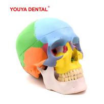 Life Size Detachable Anatomical Skull Model Color Dentistry 3D Simulated Anatomy Head Model With Full Teeth For Teaching Study