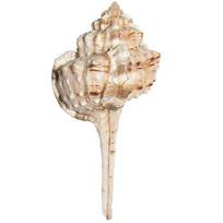 Natural Gada sankh for puja. 7 cm JL286093830041