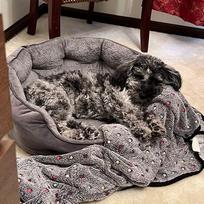 Cat Cave Bed Thickened Outdoor Winter Warmth Dog Cave Waterproof Pet Resting Couch For Small Medium Large Small Animals Kitten China Mainland